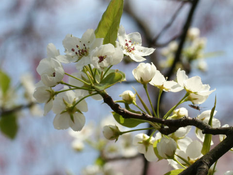 Pyrus calleryana