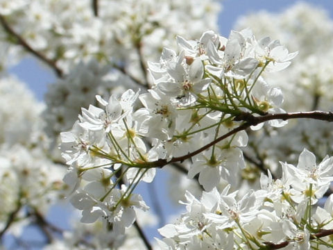 Pyrus calleryana