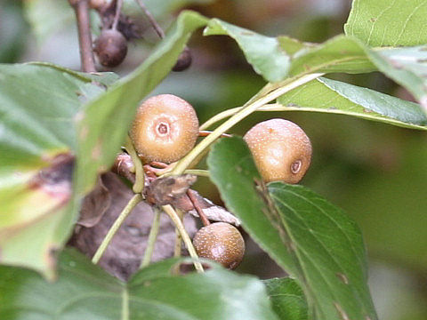 Pyrus calleryana