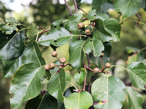 Pyrus calleryana