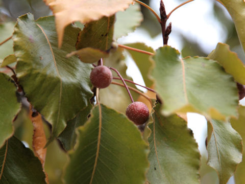 Pyrus calleryana