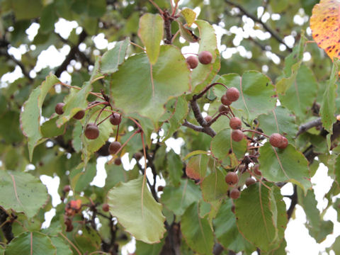 Pyrus calleryana