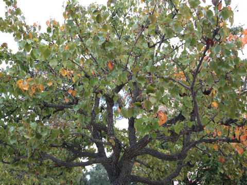 Pyrus calleryana