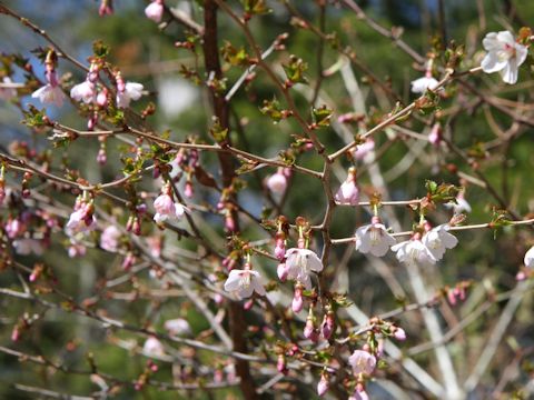 Prunus incisa