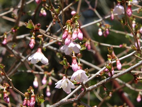 Prunus incisa