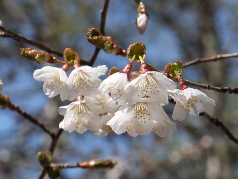 Prunus incisa