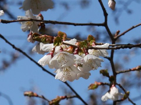 Prunus incisa