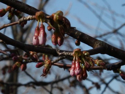 Prunus incisa