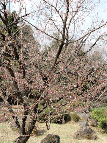 Prunus incisa