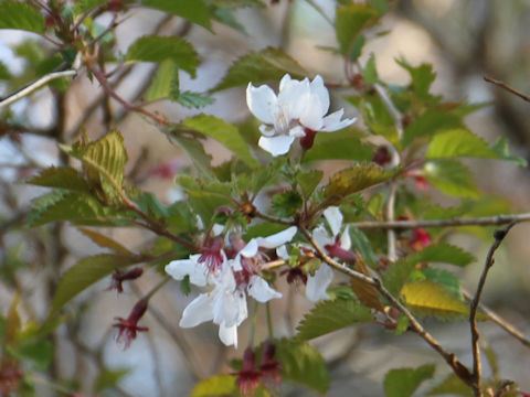 Prunus incisa