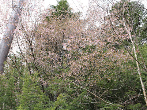 Prunus incisa