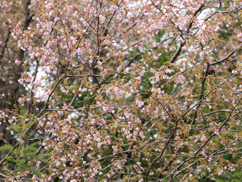 Prunus incisa