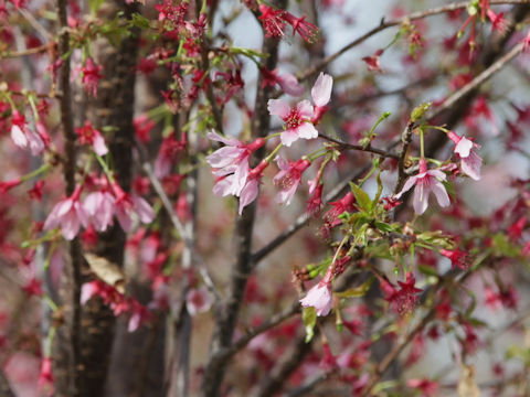 Prunus incisa