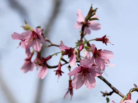 Prunus incisa