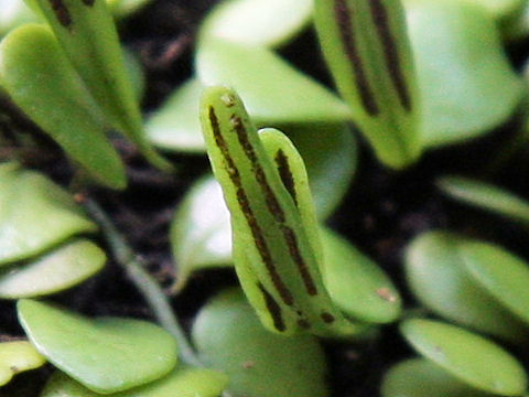 Lemmaphyllum microphyllum