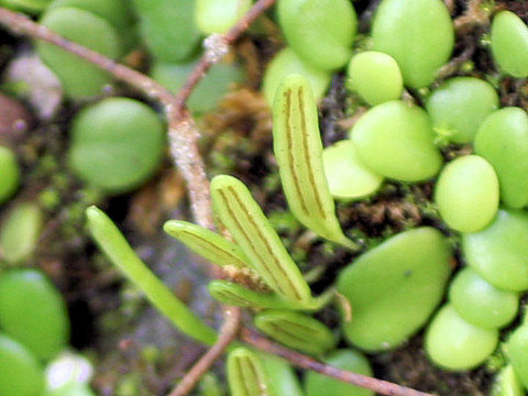 Lemmaphyllum microphyllum