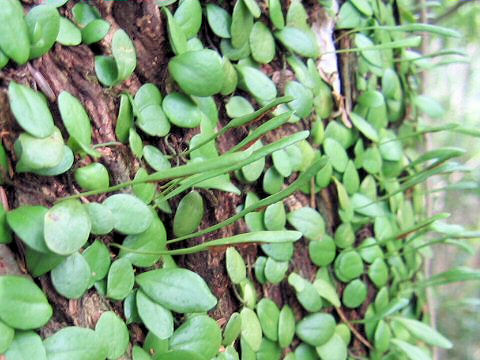 Lemmaphyllum microphyllum