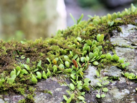 Lemmaphyllum microphyllum