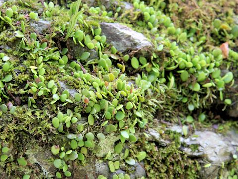 Lemmaphyllum microphyllum