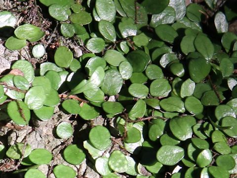 Lemmaphyllum microphyllum