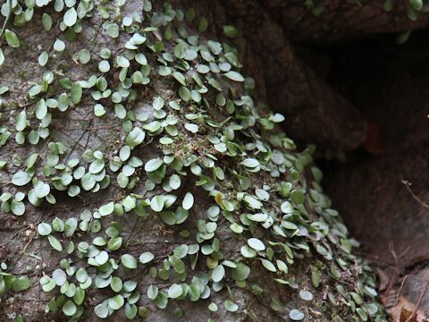 Lemmaphyllum microphyllum