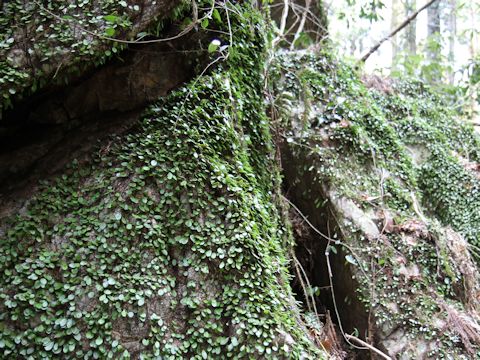 Lemmaphyllum microphyllum