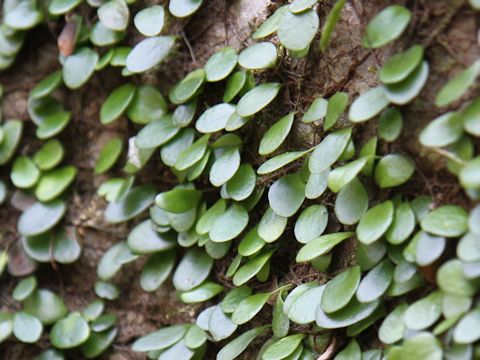 Lemmaphyllum microphyllum