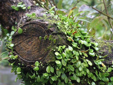 Lemmaphyllum microphyllum