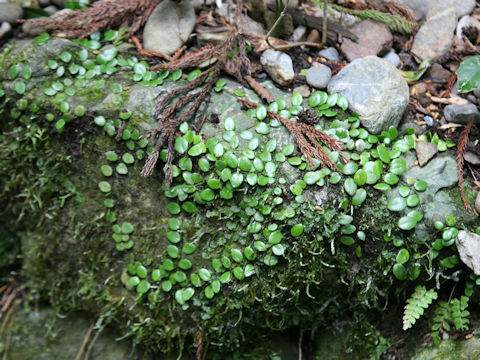 Lemmaphyllum microphyllum