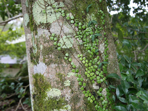 Lemmaphyllum microphyllum