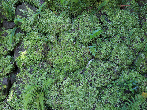 Lemmaphyllum microphyllum