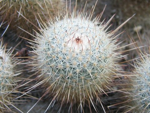 Mammillaria geminispina