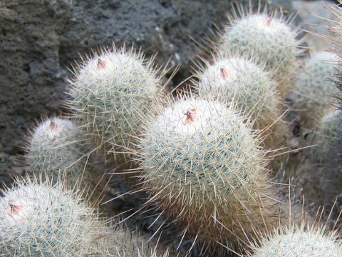 Mammillaria geminispina