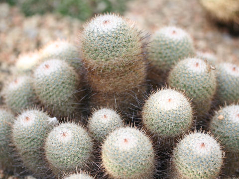 Mammillaria geminispina