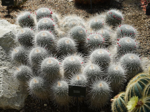 Mammillaria geminispina