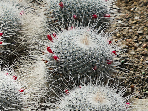 Mammillaria geminispina