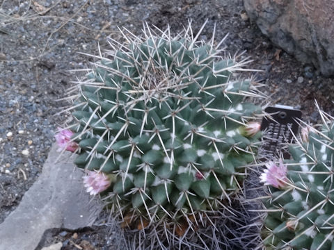 Mammillaria gigantea