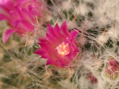 Mammillaria hahniana