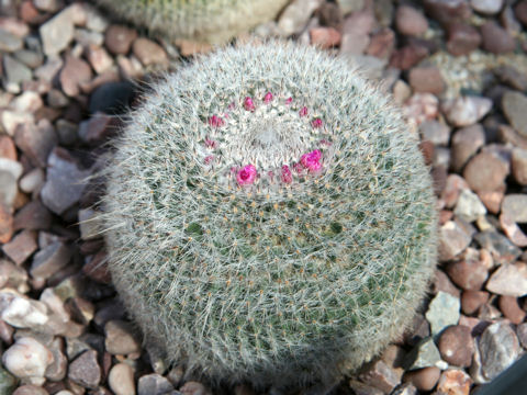 Mammillaria hahniana