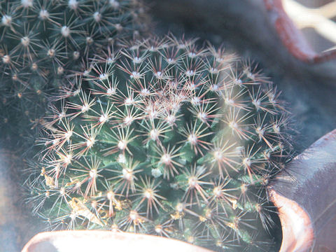 Mammillaria heyderi ssp. heyderi