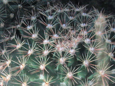 Mammillaria heyderi ssp. heyderi