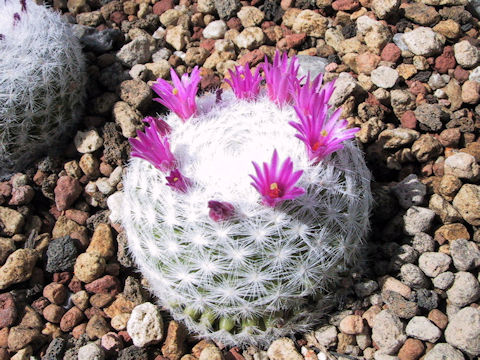 Mammillaria humboldtii