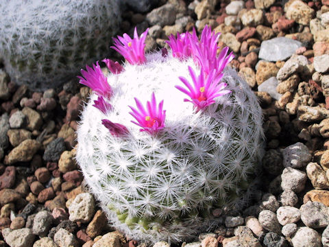 Mammillaria humboldtii