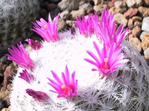 Mammillaria humboldtii