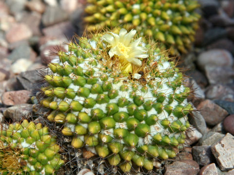 Mammillaria marksiana