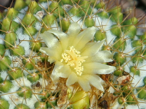 Mammillaria marksiana