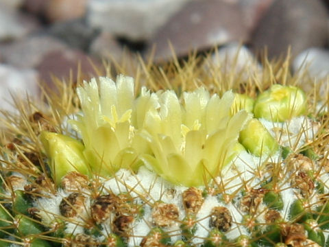 Mammillaria marksiana