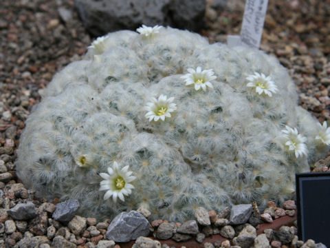 Mammillaria plumosa