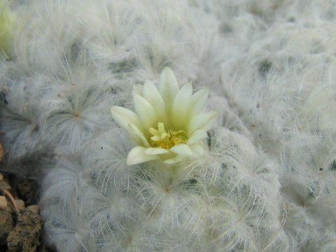 Mammillaria plumosa