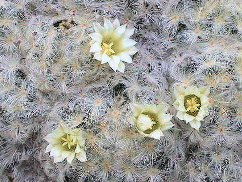 Mammillaria plumosa